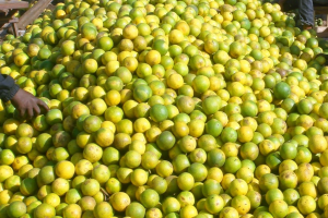 Fresh Early Valencia oranges from Tanzania